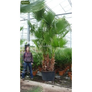 Washingtonia robusta multitrunk - hauteur totale 120-140 cm - pot Ø 26 cm