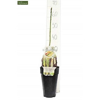 Asparagus officinalis gijnlim - hauteur totale 55-65 cm - pot 2 ltr