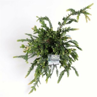 Sequoia sempervirens Adpressa 3 ltr