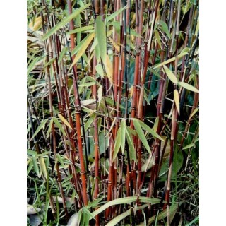 Fargesia jiuzhaigou - hauteur totale 70-90 cm - pot 2 ltr