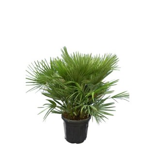 Chamaerops humilis Vulcano - hauteur totale 80-100 cm - pot Ø 40 cm