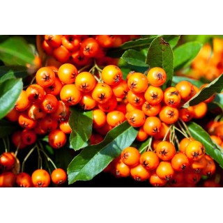 Pyracantha Orange Glow - hauteur totale 60-80 cm - pot 2 ltr