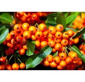 Pyracantha Orange Glow - hauteur totale 60-80 cm - pot 2 ltr