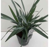 Dianella Blue Stream - pot 5 ltr