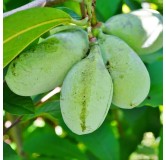 Asimina triloba - hauteur totale 90+ cm - pot Ø 19 cm