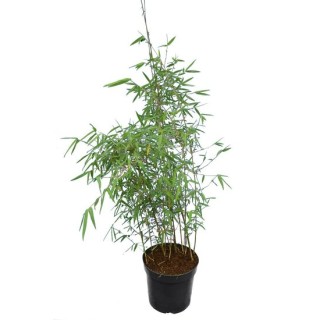 Fargesia jiuzhaigou - hauteur totale 80+ cm - pot 5 ltr