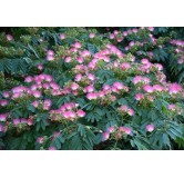 Albizia julibrissin Ombrella Boubri - hauteur totale 80+ cm - pot Ø 17 cm