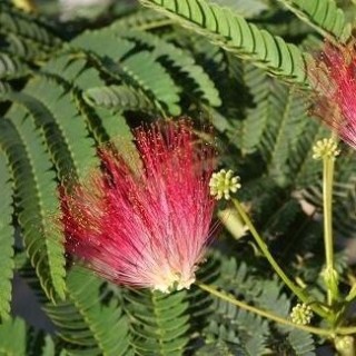 Albizia julibrissin Rouge - pot Ø 17 cm