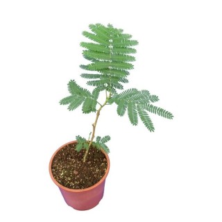 Albizia julibrissin Rouge - pot Ø 17 cm