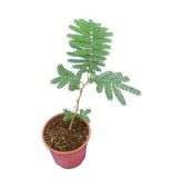 Albizia julibrissin Rouge - pot Ø 17 cm