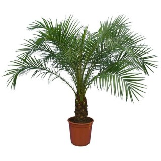 Phoenix roebelenii - tronc 20-30 cm - Hauteur totale 110-130 cm - pot Ø 24 cm