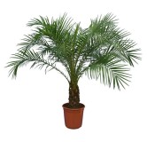 Phoenix roebelenii - tronc 20-30 cm - Hauteur totale 110-130 cm - pot Ø 24 cm