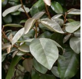 Elaeagnus ebbingei - hauteur totale 50+ cm - pot Ø 18 cm