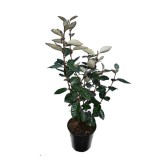 Elaeagnus ebbingei - hauteur totale 50+ cm - pot Ø 18 cm