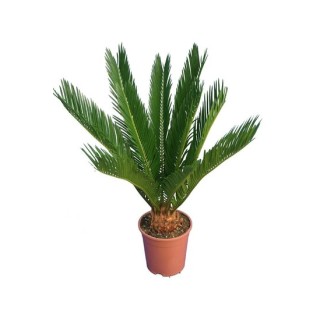 Cycas revoluta - hauteur totale 60-80 cm - pot Ø 17 cm