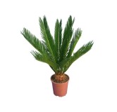 Cycas revoluta - hauteur totale 60-80 cm - pot Ø 17 cm