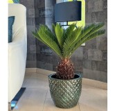 Cycas revoluta - hauteur totale 60-80 cm - pot Ø 17 cm