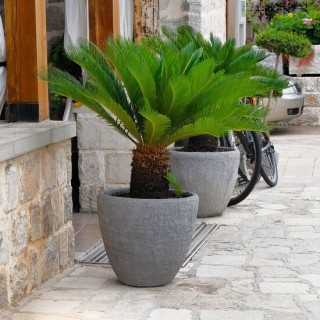 Cycas revoluta - hauteur totale 60-80 cm - pot Ø 17 cm