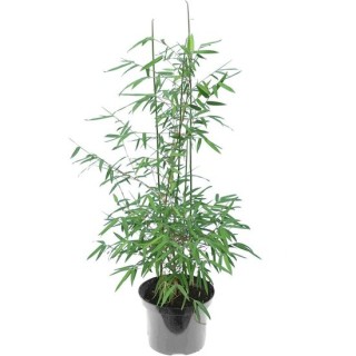 Fargesia nitida Black Pearl - hauteur totale 60+ cm - pot 2 ltr