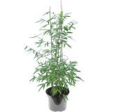 Fargesia nitida Black Pearl - hauteur totale 60+ cm - pot 2 ltr