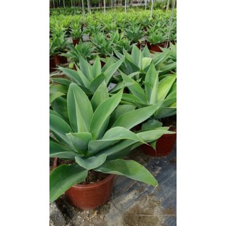 Agave attenuata - pot 20 cm