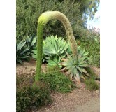 Agave attenuata - pot 20 cm