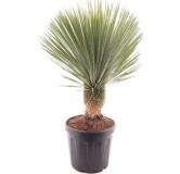 Yucca rostrata - tronc 30-40 cm