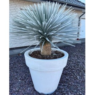 Yucca rostrata - tronc 30-40 cm