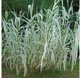 Arundo donax Variegata Compact Ely - pot Ø 19 cm