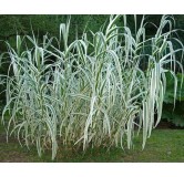 Arundo donax Variegata Compact Ely - pot Ø 19 cm