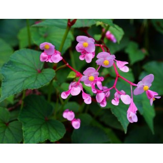 Begonia grandis - pot Ø 19 cm