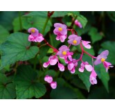 Begonia grandis - pot Ø 19 cm