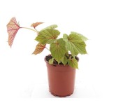 Begonia grandis - pot Ø 19 cm