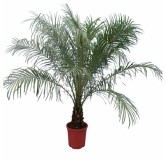 Phoenix roebelenii XL - tronc 30-40 cm - hauteur totale 160-180 cm - pot Ø 27 cm