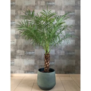 Phoenix roebelenii XL - tronc 30-40 cm - hauteur totale 160-180 cm - pot Ø 27 cm