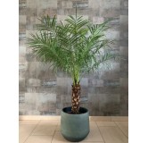 Phoenix roebelenii XL - tronc 30-40 cm - hauteur totale 160-180 cm - pot Ø 27 cm