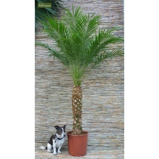 Phoenix roebelenii XL - tronc 30-40 cm - hauteur totale 160-180 cm - pot Ø 27 cm