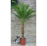 Phoenix roebelenii XL - tronc 30-40 cm - hauteur totale 160-180 cm - pot Ø 27 cm