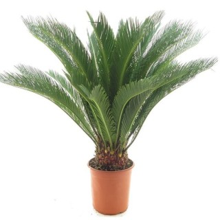 Cycas revoluta - tronc 15-20 cm - hauteur totale 70-90 cm - pot Ø 22 cm