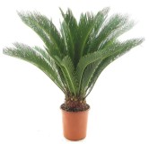 Cycas revoluta - tronc 15-20 cm - hauteur totale 70-90 cm - pot Ø 22 cm