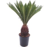 Cycas revoluta - tronc 15-20 cm - hauteur totale 70-90 cm - pot Ø 22 cm