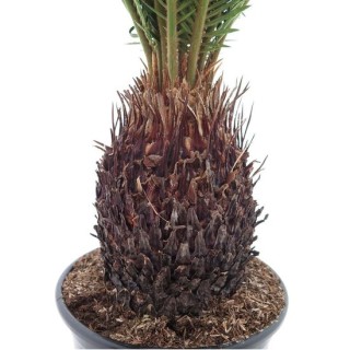 Cycas revoluta - tronc 15-20 cm - hauteur totale 70-90 cm - pot Ø 22 cm