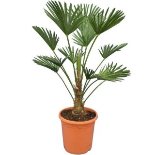 Trachycarpus wagnerianus Frosty - hauteur totale 70-90 cm - pot Ø 26 cm