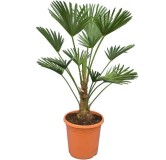 Trachycarpus wagnerianus Frosty - hauteur totale 70-90 cm - pot Ø 26 cm