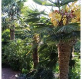 Trachycarpus wagnerianus Frosty - hauteur totale 70-90 cm - pot Ø 26 cm