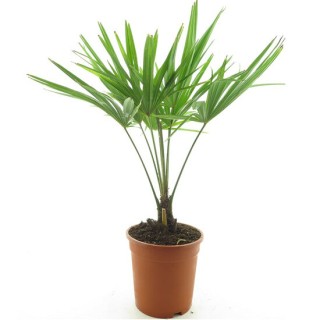 Trachycarpus fortunei Frosty - hauteur totale 80-100 cm - pot Ø 26 cm