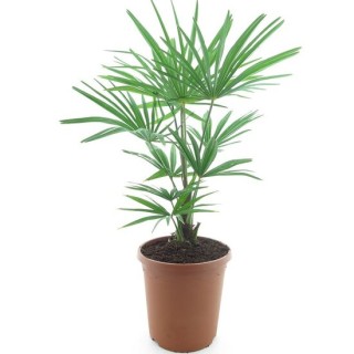 Trachycarpus fortunei Frosty - hauteur totale 80-100 cm - pot Ø 26 cm