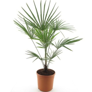 Trachycarpus fortunei Frosty - hauteur totale 120-140 cm - pot Ø 32 cm