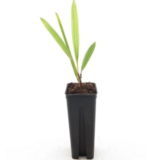 Trachycarpus (wagnerianus x fortunei) x naggy - pot 7 x 7 cm