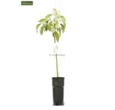 Persea americana - hauteur totale 100-120 cm - pot Ø 18